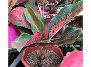 Aglaonema Red Congo_Best Indoor Plants For Your Home