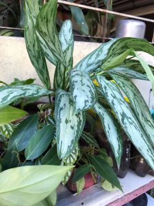 Aglaonema SIlver Queen_Best Indoor Plants For Your Home