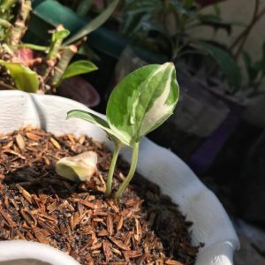 Pothos - Epipremnum aureum Best Indoor Plants For Your Home