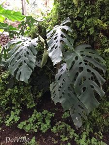 Monstera Deliciosa_Arid and Aroids Living Gallery Plant Tour