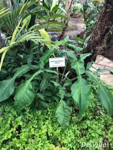 Philodendron Joepii Arid and Aroids Living Gallery Plant Tour