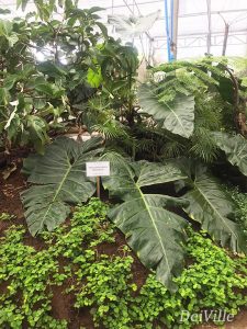 Philodendron Maximum_Arid and Aroids Living Gallery Plant Tour