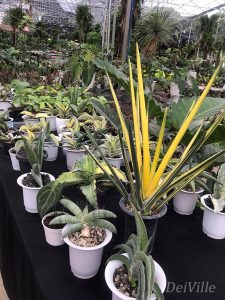 Variegated Sansevieria 02_Arid and Aroids Living Gallery Plant Tour